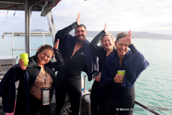 shark cage diving, South Africa