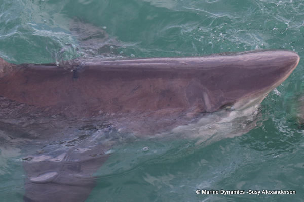 Bronze whaler shark, South Africa