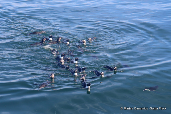 African Penguins, South Africa
