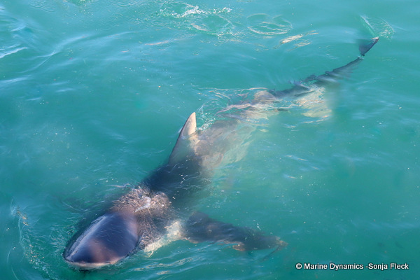 Bronze whaler shark, South Africa