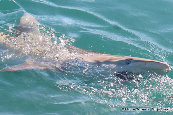 Bronze whaler shark, South Africa