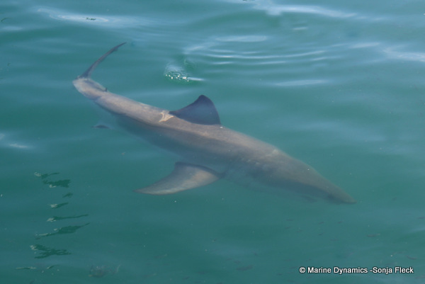 Great White shark, South Africa