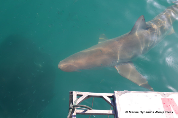 Bronze whaler shark, South Africa