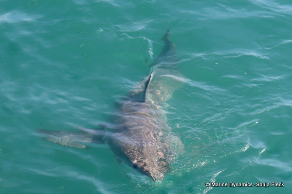 Great white shark, South Africa