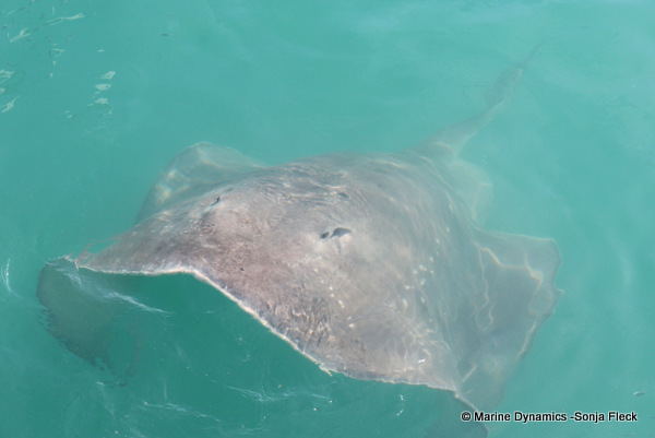 Short-tail stingray, South Africa