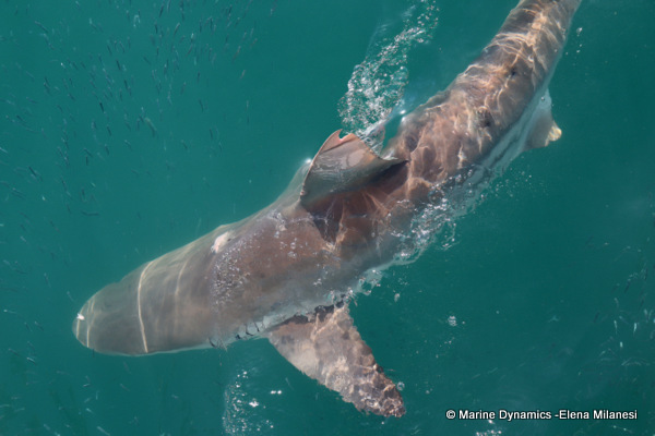 Bronze whaler shark, South Africa 
