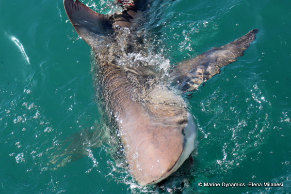 Bronze whaler shark, South Africa 