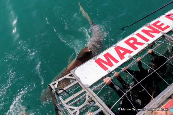 shark cage diving, South Africa
