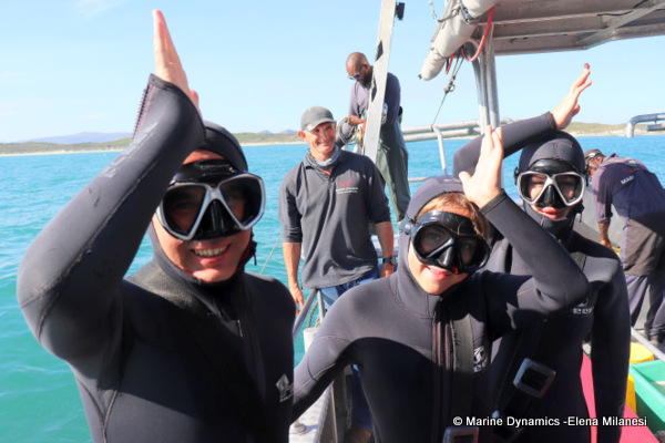 shark cage diving, South Africa