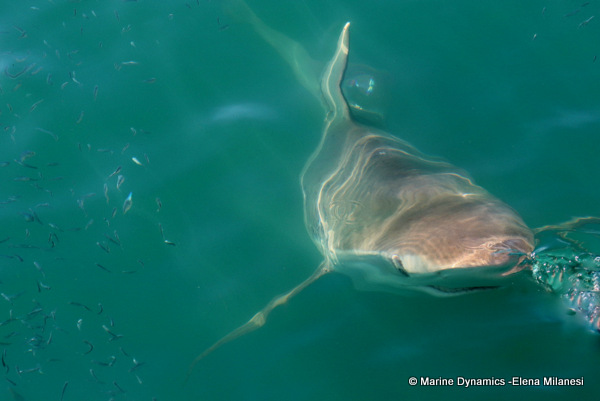 Bronze whaler shark, South Africa 