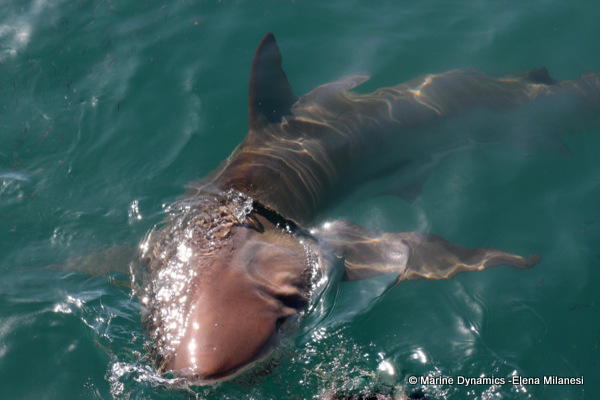 Bronze whaler shark, South Africa 
