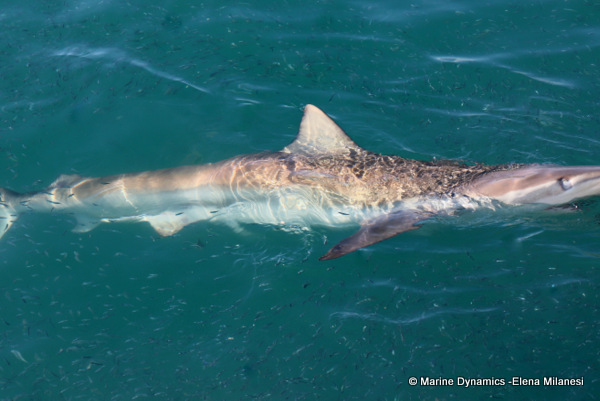 Bronze whaler shark, South Africa 