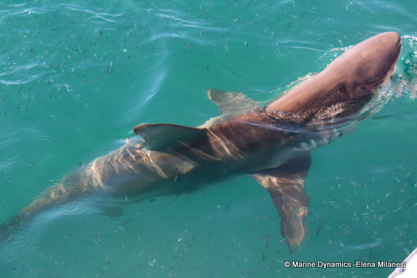 Bronze whaler shark, South Africa