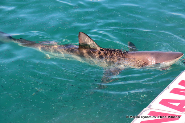 Bronze whaler shark, South Africa 