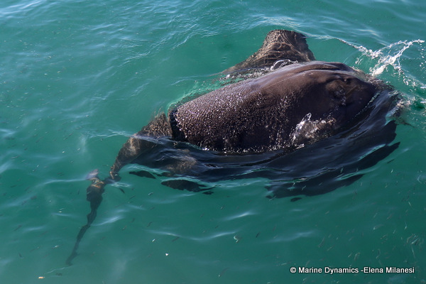 Short-tail stingray, South Africa 