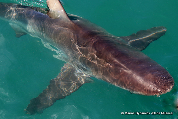 Bronze whaler shark, South Africa 