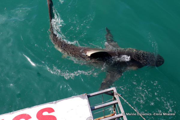 Bronze whaler shark, South Africa 