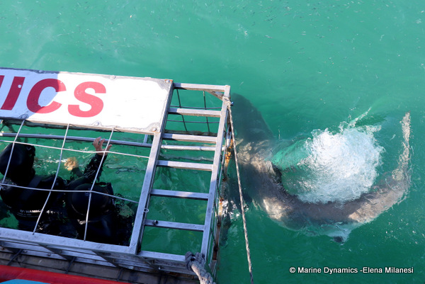 shark cage diving, South Africa