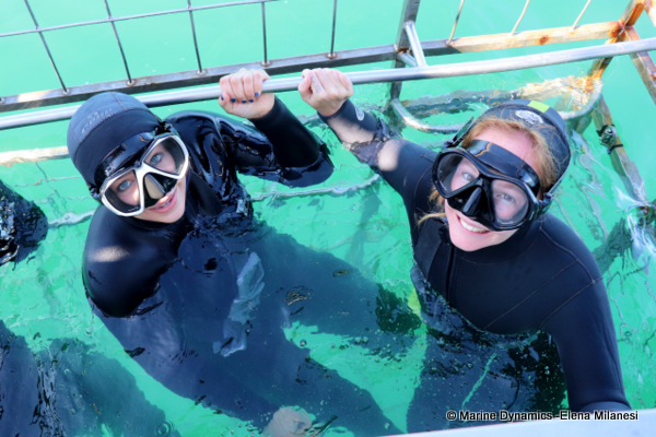 shark cage diving, South Africa