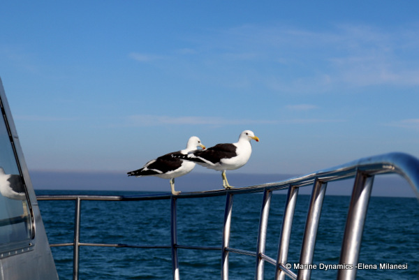 Kelp gulls, South Africa 