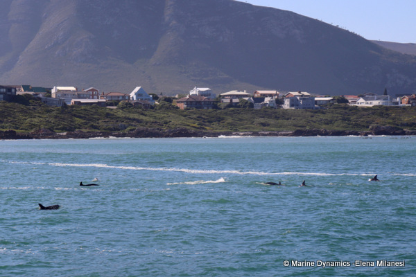 Bottlenose dolphins, South Africa 