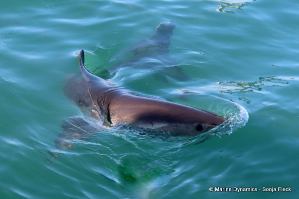 Great white shark, South Africa