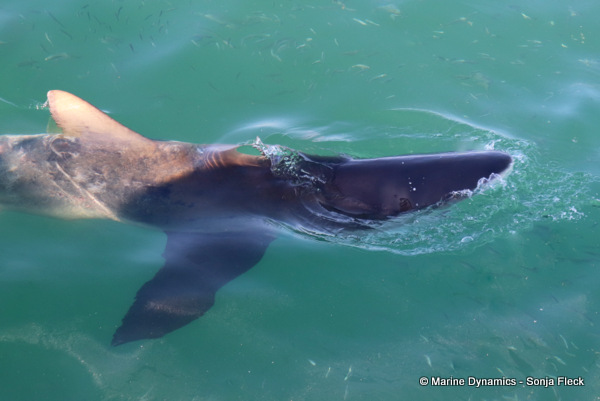 Bronze whaler shark, South Africa