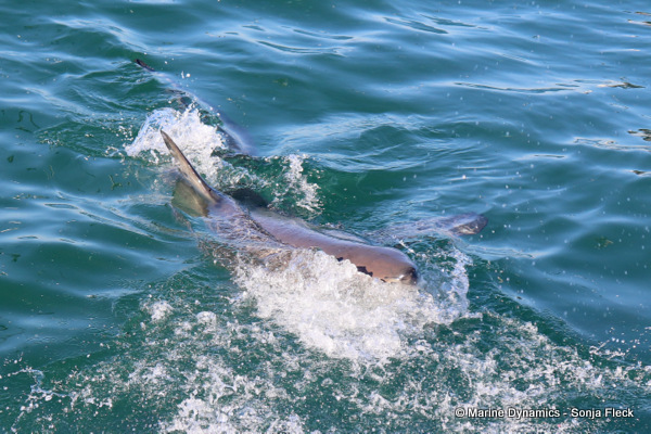 Great white shark, South Africa