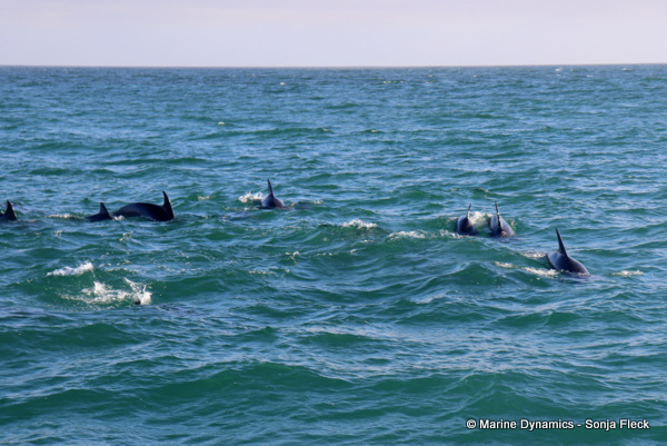 Bottlenose dolphins, South Africa