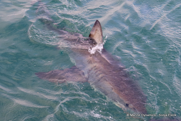 Great white shark, South Africa