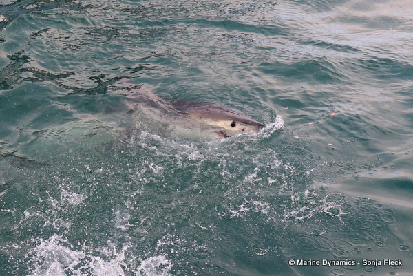 Great white shark, South Africa