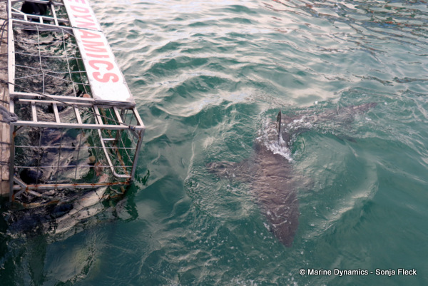 Great white shark, South Africa