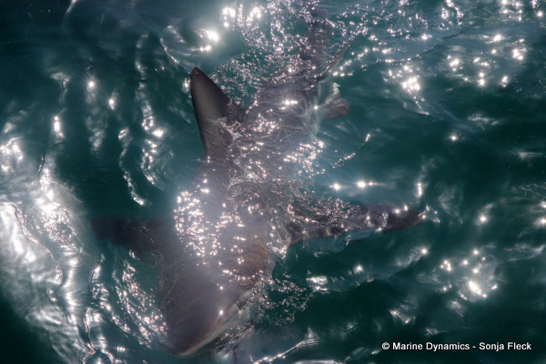 Bronze whaler shark, South Africa