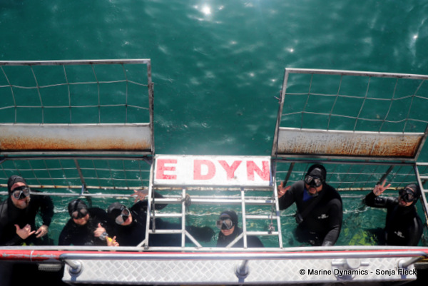 Shark cage diving, South Africa