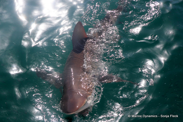 Bronze whaler shark, South Africa