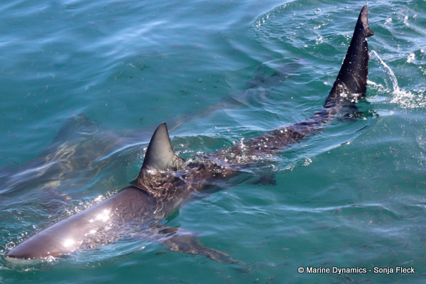 Bronze whaler shark, South Africa