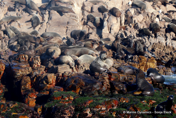 Cape fur seals, South Africa