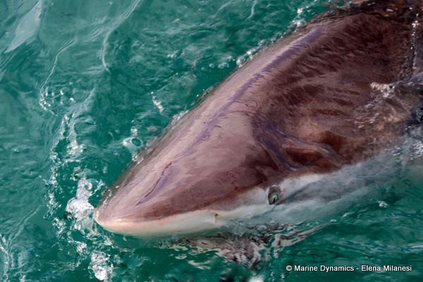 Bronze whaler shark, South Africa 