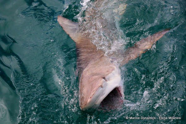 Bronze whaler shark, South Africa 