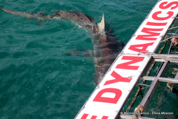 Bronze whaler shark, South Africa 