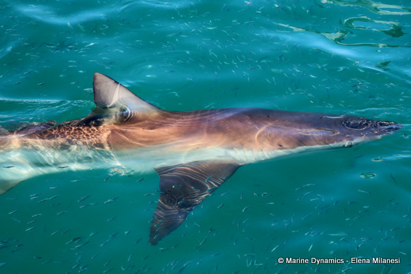 Bronze whaler shark, South Africa 
