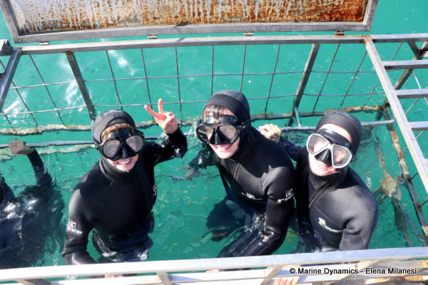shark cage diving, South Africa