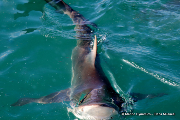 Bronze whaler shark, South Africa