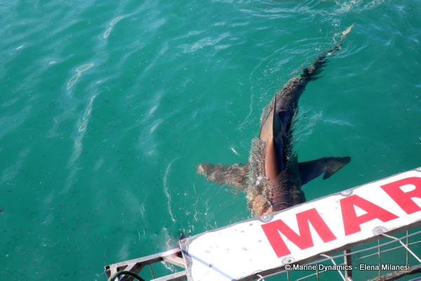 Bronze whaler shark, South Africa 