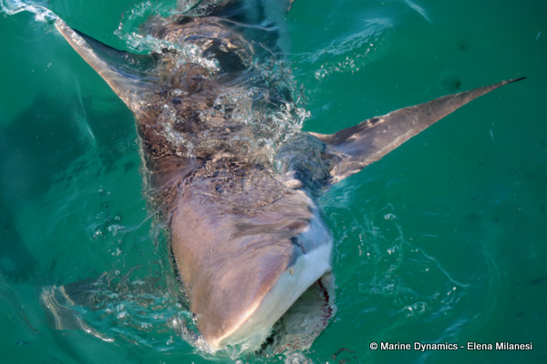 Bronze whaler shark, South Africa 