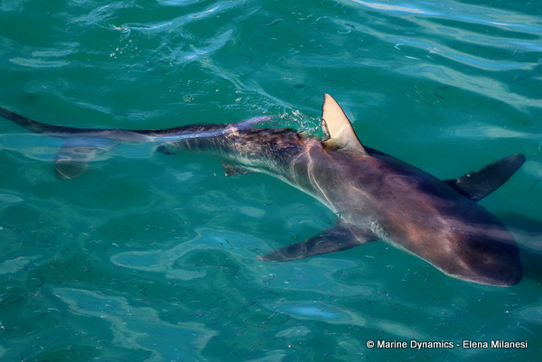 Bronze whaler shark, South Africa 