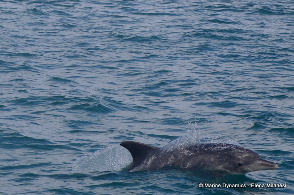 Bottlenose dolphin, South Africa