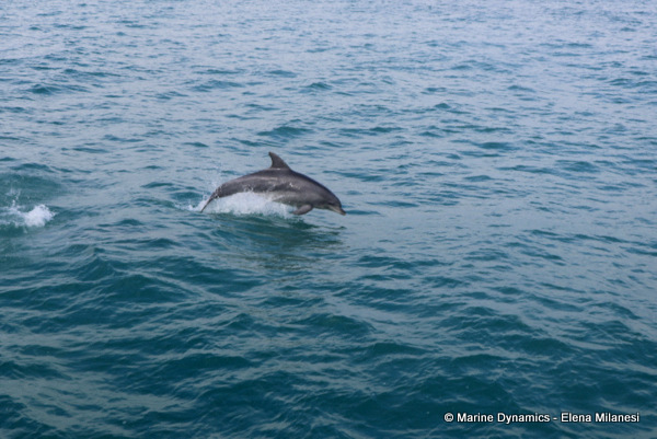 Bottlenose dolphin, South Africa 