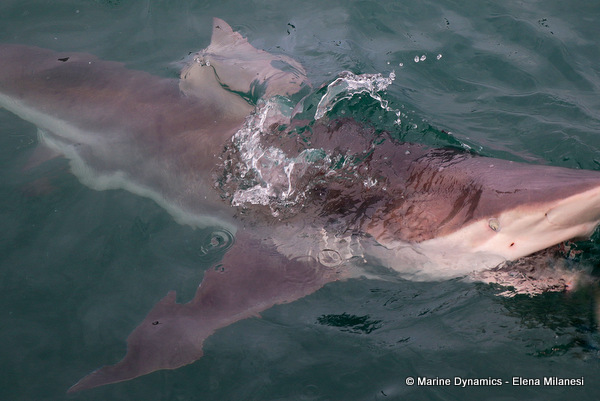 Bronze Whaler shark, South Africa