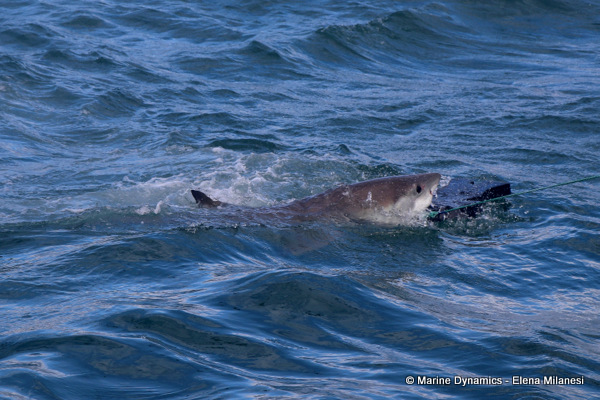 Great White shark, South Africa